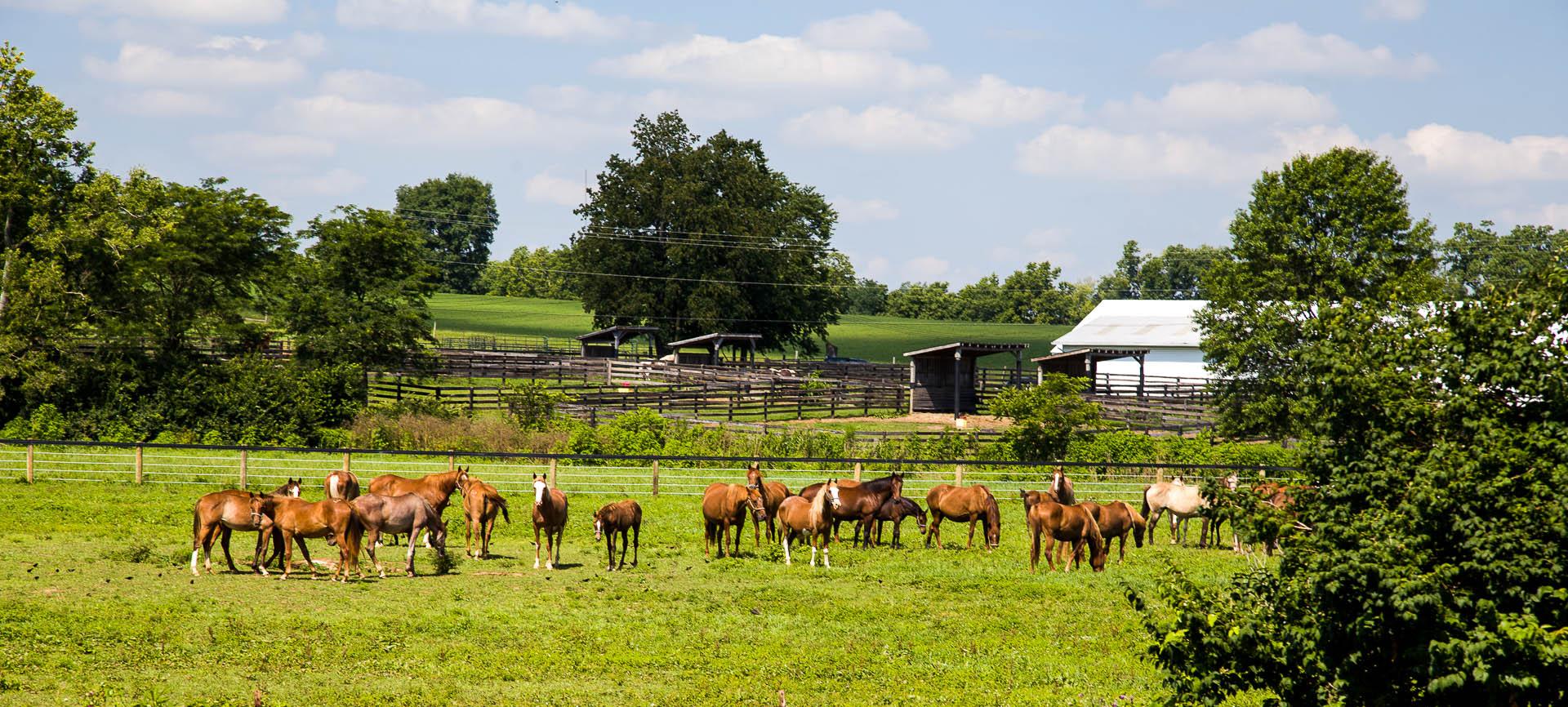 horses on farm